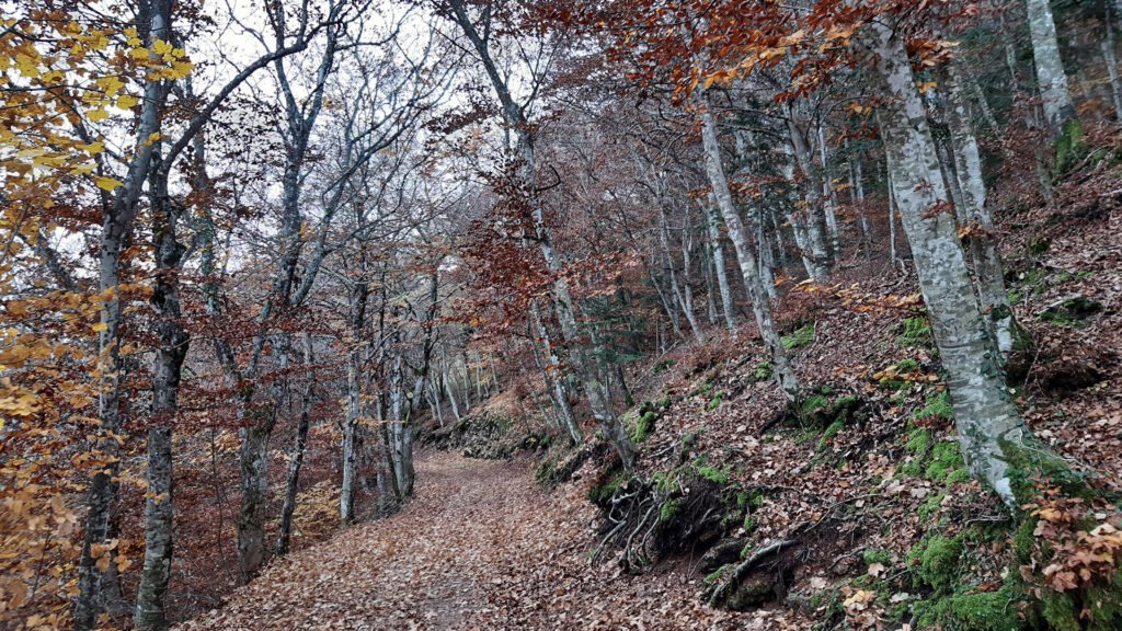 Sentiero nel bosco del Monte Subasio in autunno, tappeto di foglie e faggi