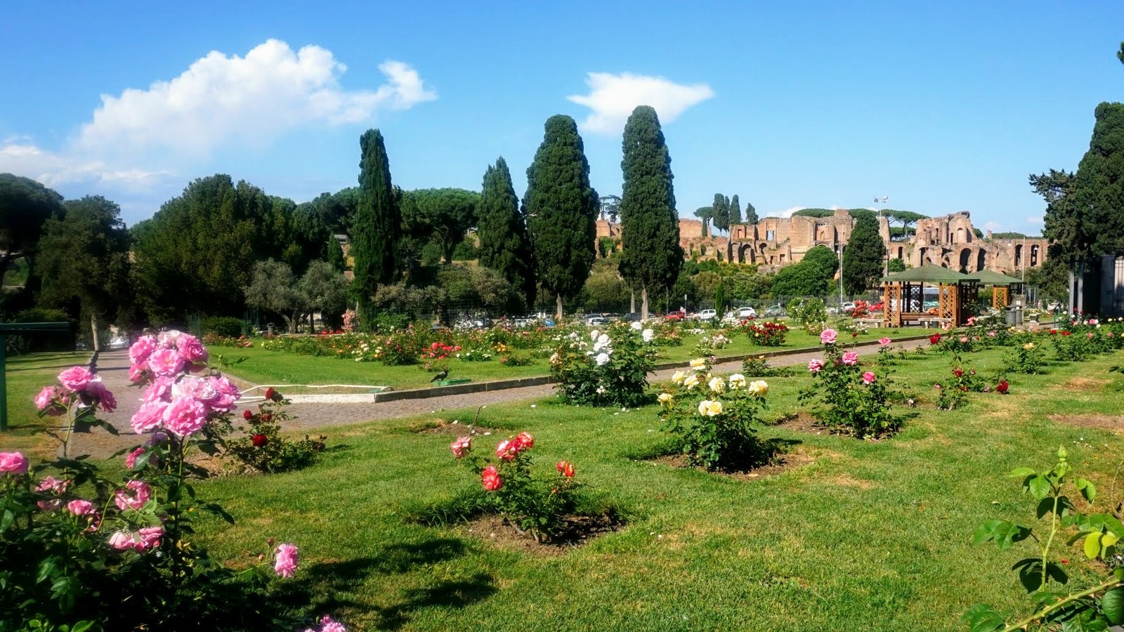 Le aiuole di rose del Roseto comunale di Roma con i cipressi e le rovine del Palatino sullo sfondo
